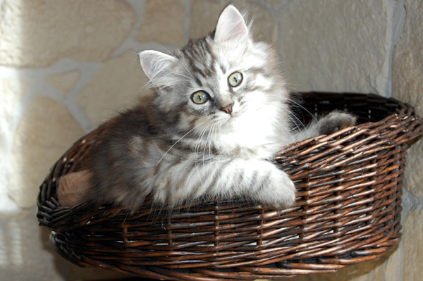 noch ein Kratzbaum.jpg